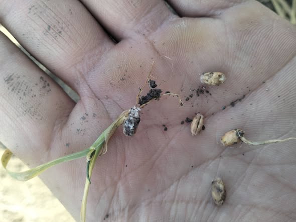 السلام عليكم ورحمة الله وبركاته ضعف إنبات في محصول القمح سخا 95
ممكن السبب والعلاج لوسمحتم 
أرض طينية